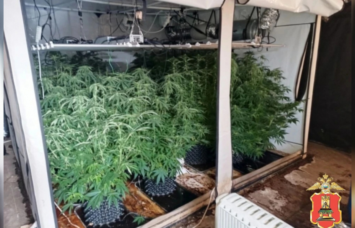 На наркоферме под Тверью полицейские нашли 40 килограммов конопли - новости Афанасий