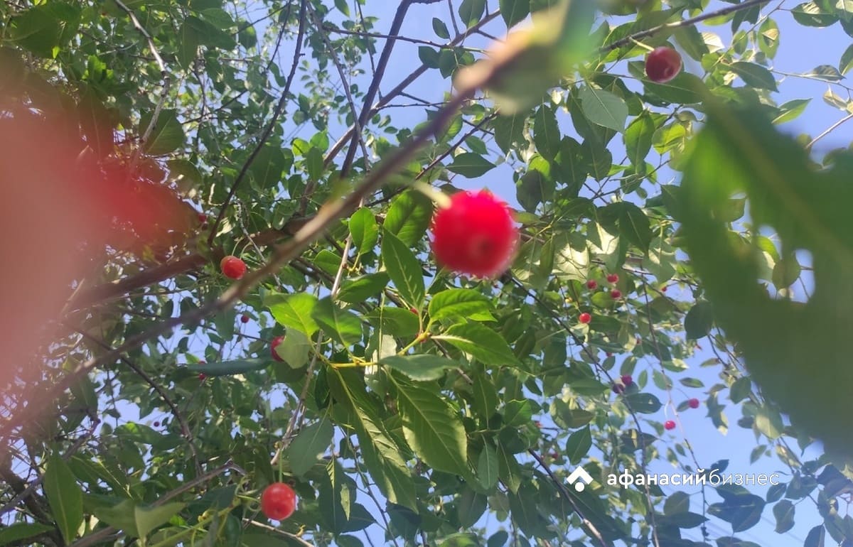 Прогноз погоды в Твери обещает пять дней 30-градусной жары Фото: Afanasy.biz