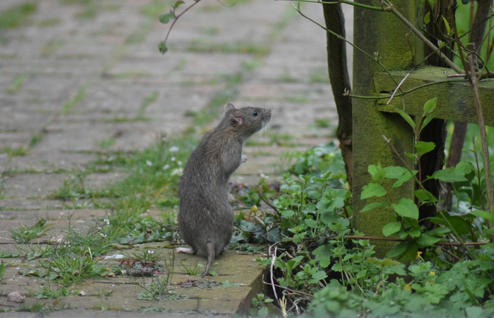 В Пролетарском районе Твери потравят крыс - новости Афанасий