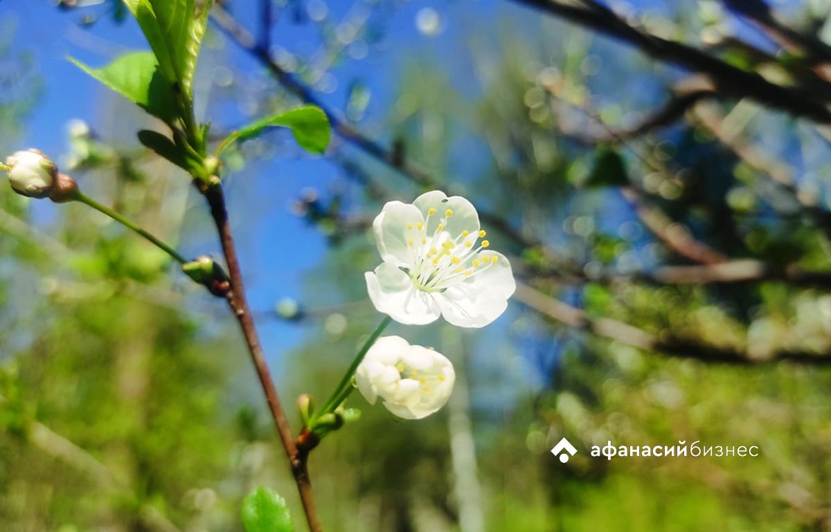 Ночью в Тверской области самым холодным городом стал Красный Холм
