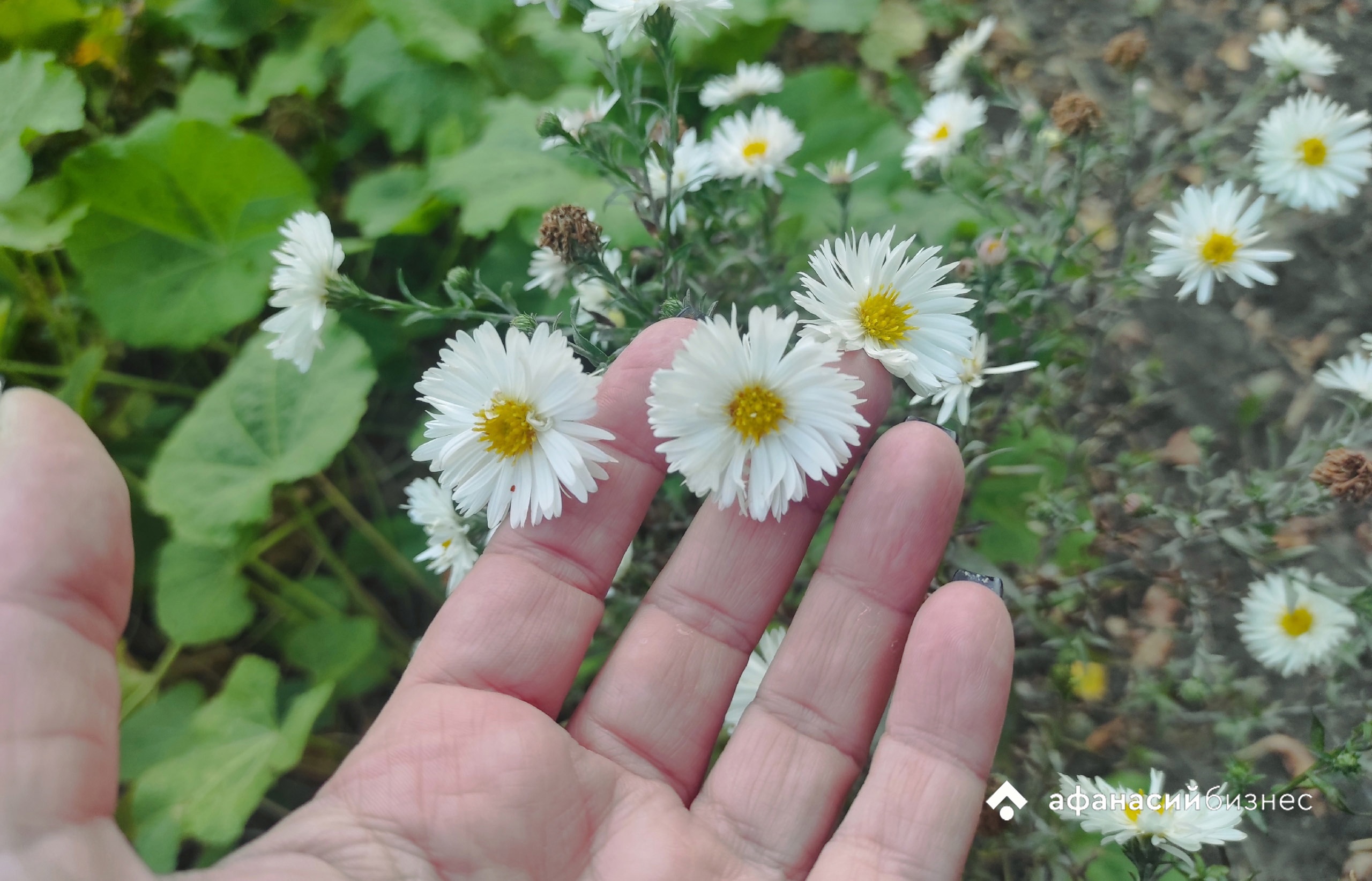 В Твери сегодня снова жарко, но возможны грозы Фото: архив Afanasy.biz