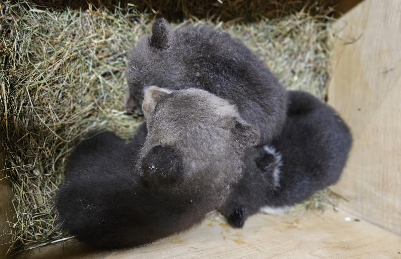 В Тверскую область привезли трех медвежат из Смоленской области - новости Афанасий