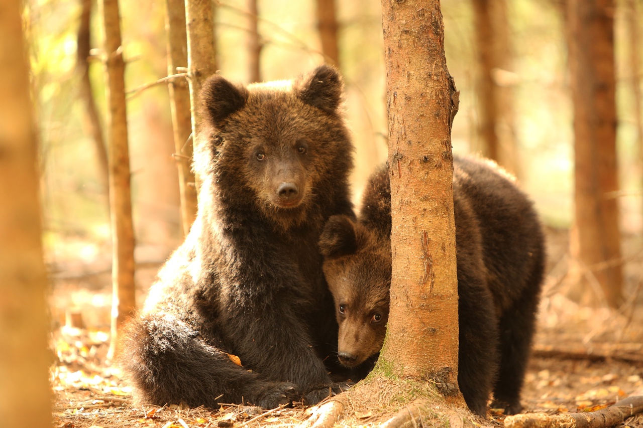 Биологи Тверской области вернули в дикую природу 11 медвежат-сирот Видео, фото: Центр спасения медвежат-сирот