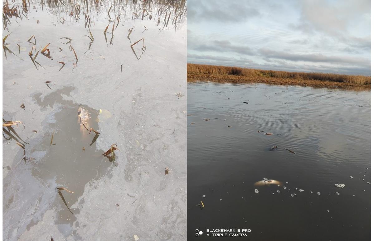 В Бежецком округе обнаружили массовую гибель рыбы - новости Афанасий