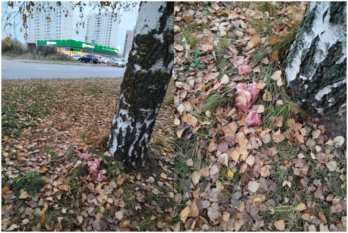 Тверских владельцев собак предупредили о разбросанных на улице кусках мяса - новости Афанасий