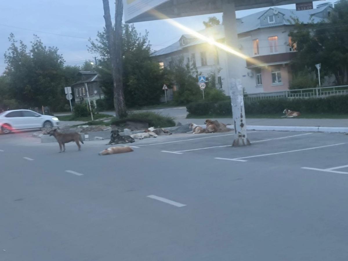 Жители Кимр забили тревогу из-за стаи бродячих собак Фото: соцмедиа