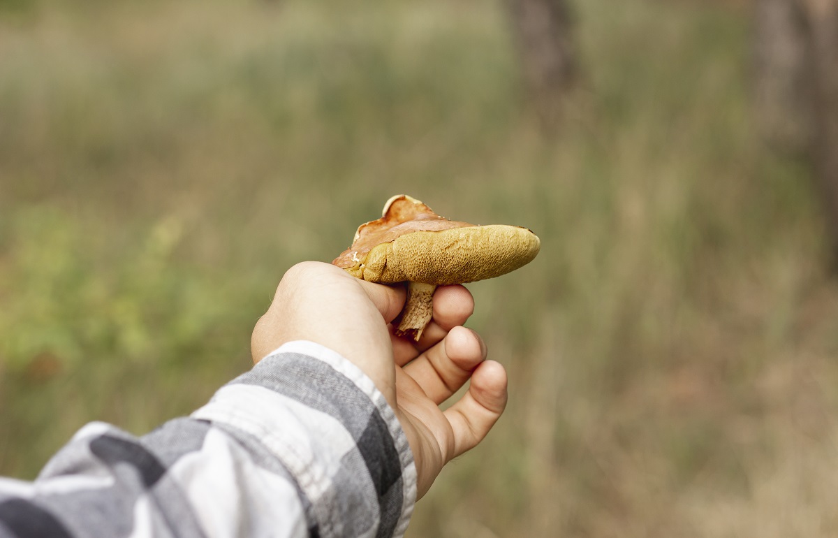 Биологи рассказали, когда в лесу появятся первые грибы Фото: ru.freepik.com