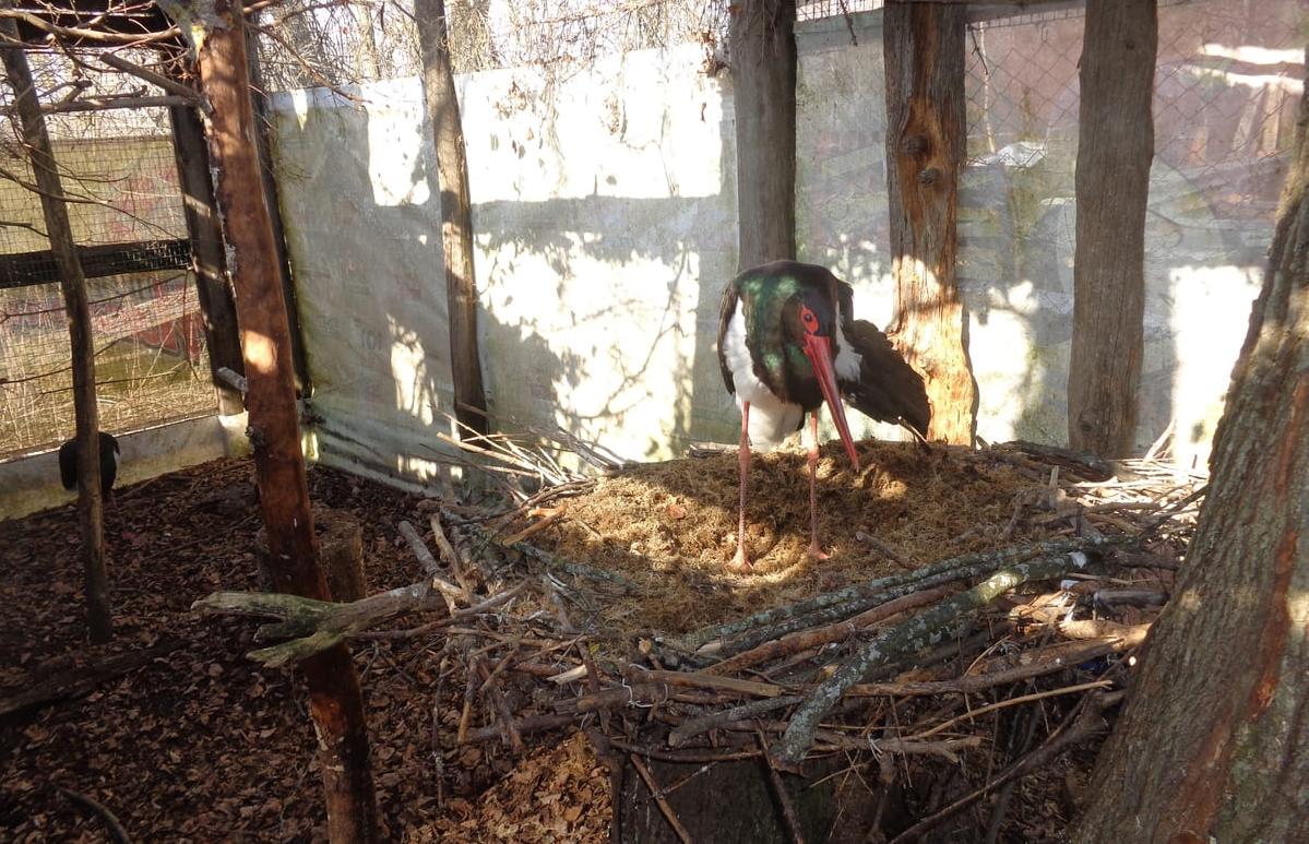 500 пар на всю Россию. В Тверской области готовят проект по спасению черных аистов - новости Афанасий