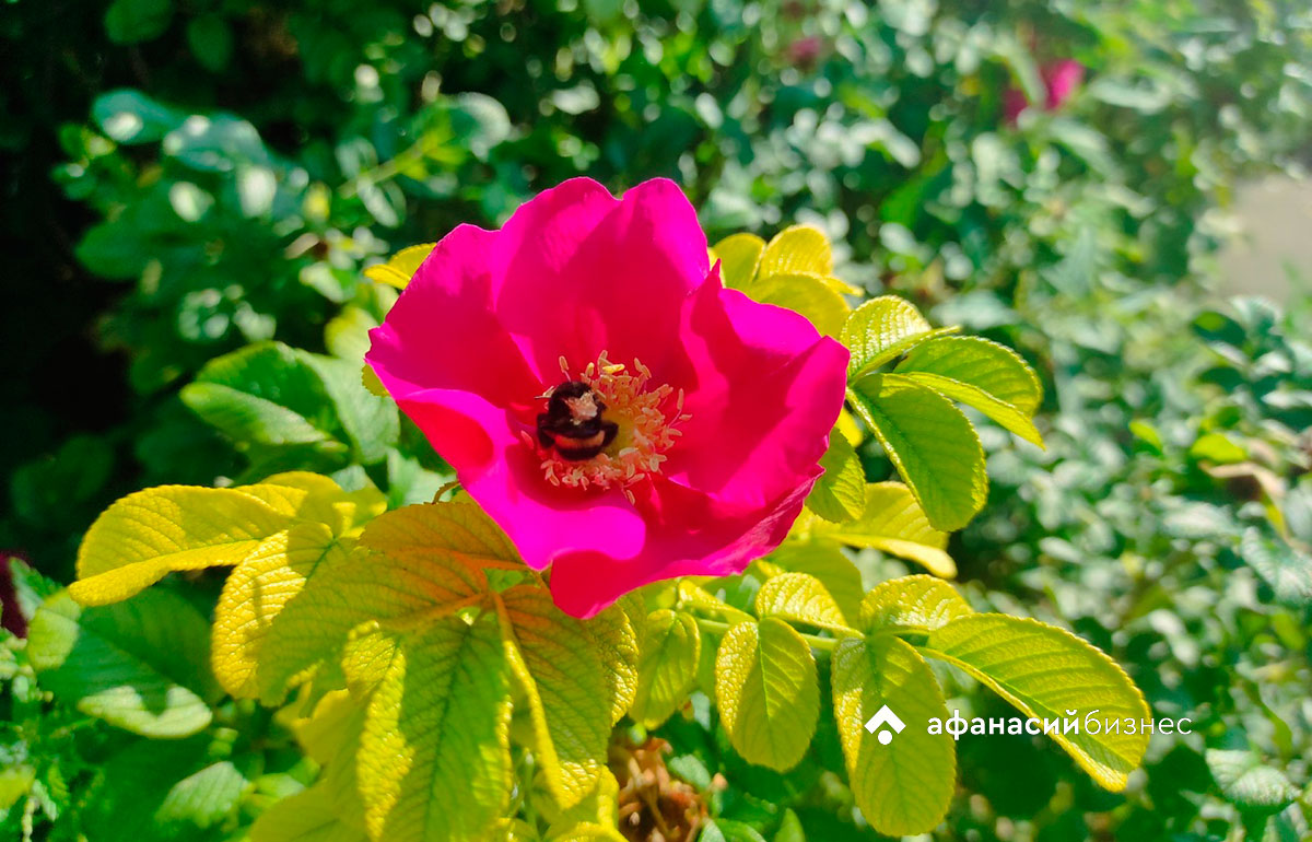 Начало лета в Твери не обойдется без осадков  