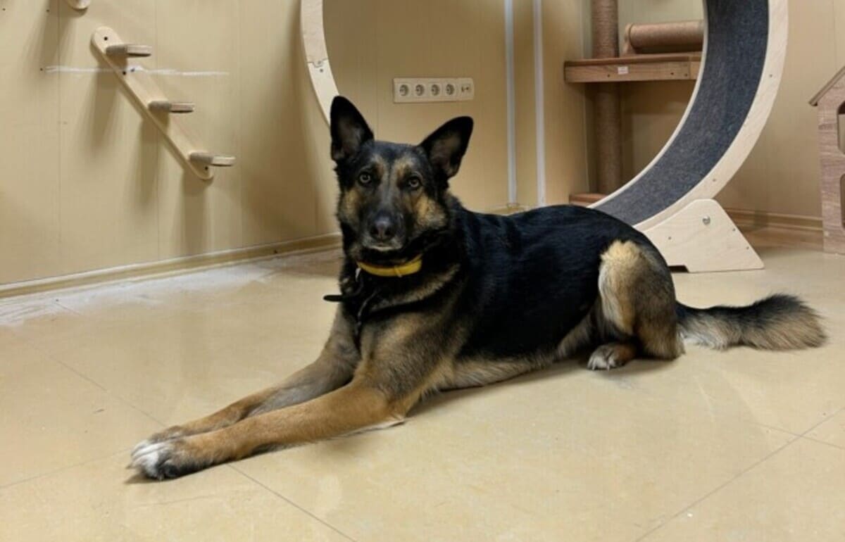 В Твери готов к запуску первый дом с котодромом и видеотрансляциями Фото: Инициативная группа по защите животных