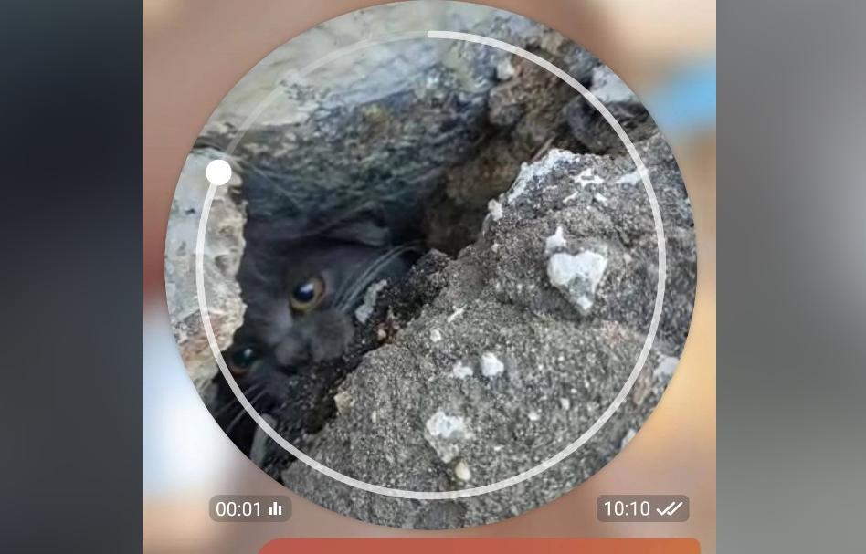 В Твери внутри Нового моста застрял котенок Фото: Инициативка