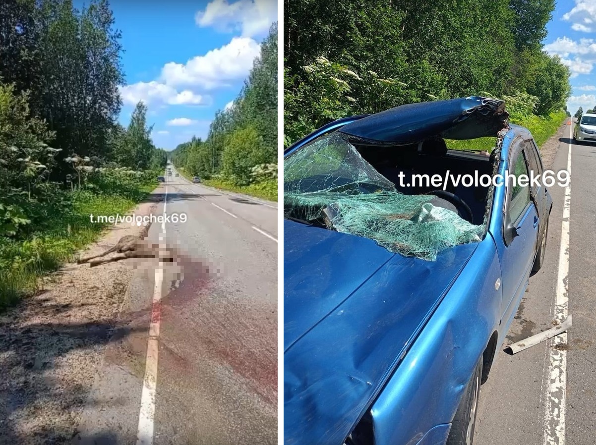 Под Вышним Волочком в Тверской области после ДТП лося разорвало на две части Фото: 
Вышний Волочёк - говорим и показываем