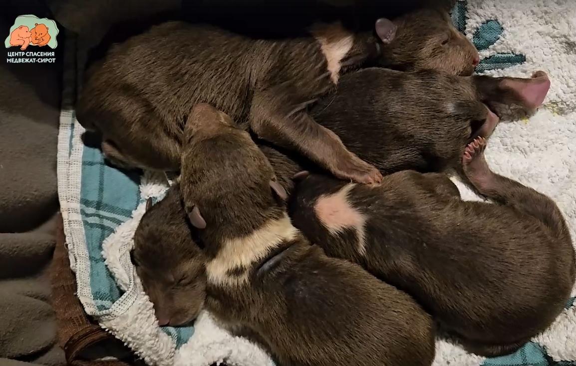 Ангелочек, Богдан, Бузя, Богатырь – новые подопечные центра Пажетновых Фото, видео: Центр спасения медвежат-сирот
