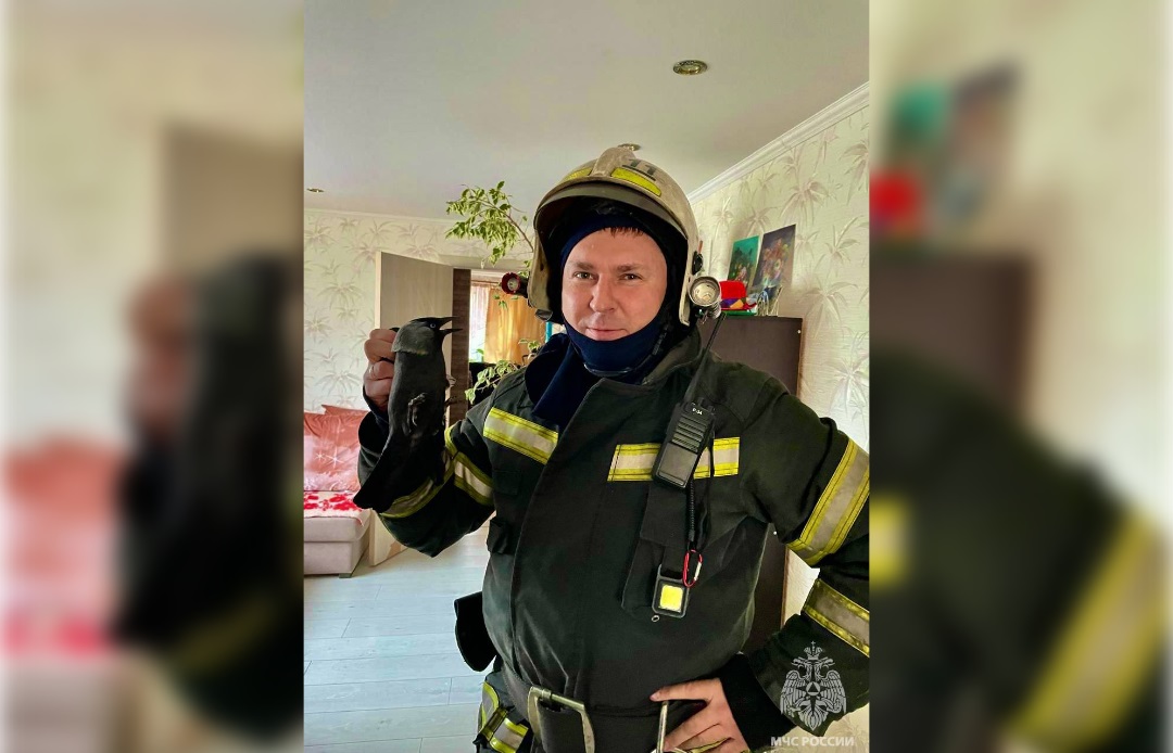 В Кимрах спасли застрявшую в вытяжке птицу Фото, видео: ГУ МЧС по Тверской области