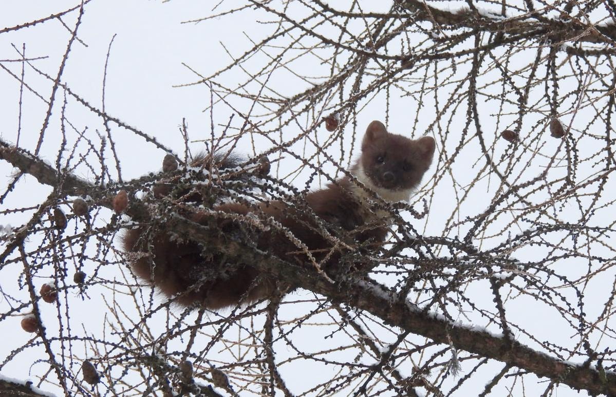 Сад Тверского императорского дворца посетила куница - новости Афанасий