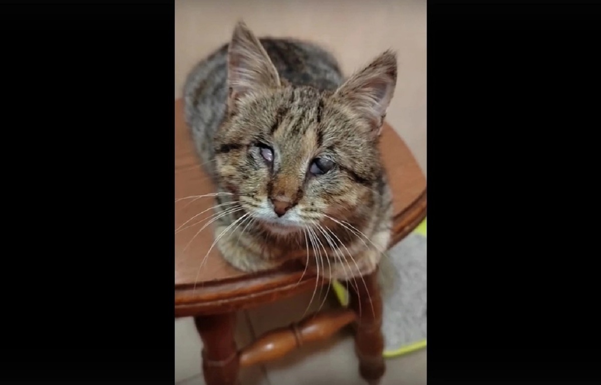 Тверской школьник спас слепого котенка Фото, видео: Инициативная группа по защите животных