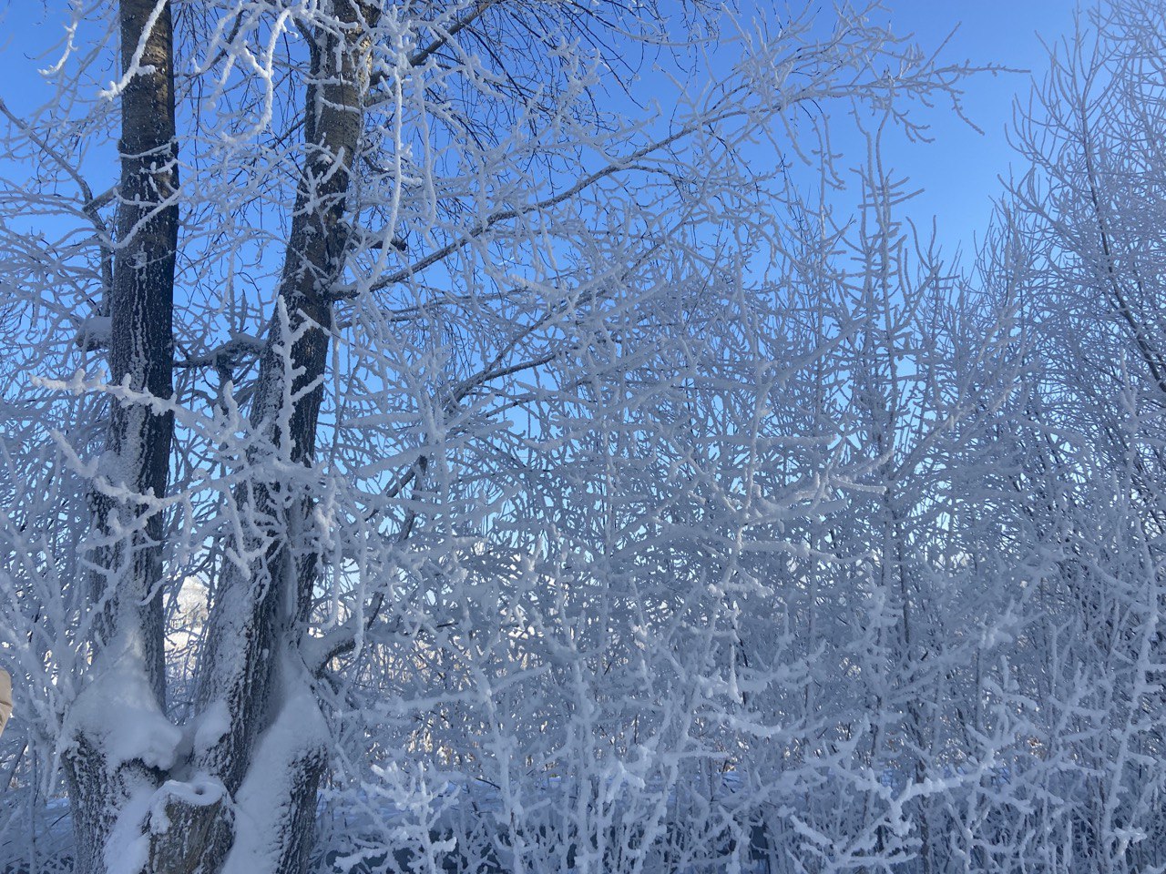 У старицкого землевладельца 34 гектара сельхозземли заросли деревьями - новости Афанасий