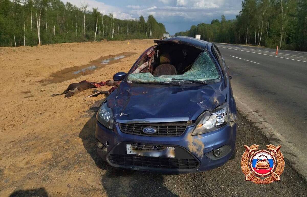 На М9 в Тверской области легковушка столкнулась с лосем