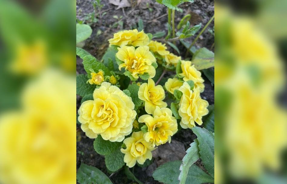 Подписчики «Афанасий-бизнес» выбрали лучшее дачное фото Фото автора