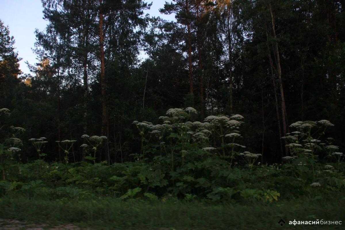 Спасатели вывели из темного леса пропавшую под Тверью бабушку Фото: архив редакции