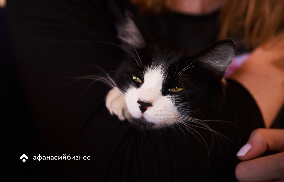 В Твери оформили сертификаты на вывоз кошек, собак и попугаев в Германию, Италию, Грузию, Канаду - новости Афанасий