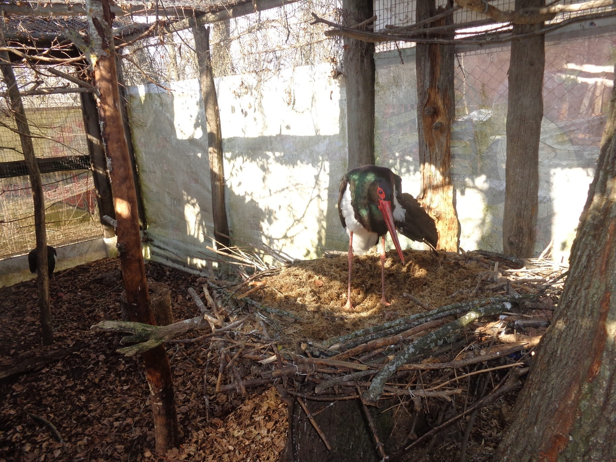 500 пар на всю Россию. В Тверской области готовят проект по спасению черных аистов Текст: Елизавета Шмелёва
 Фото: 
Реабилитационный центр диких животных «Ромашка»