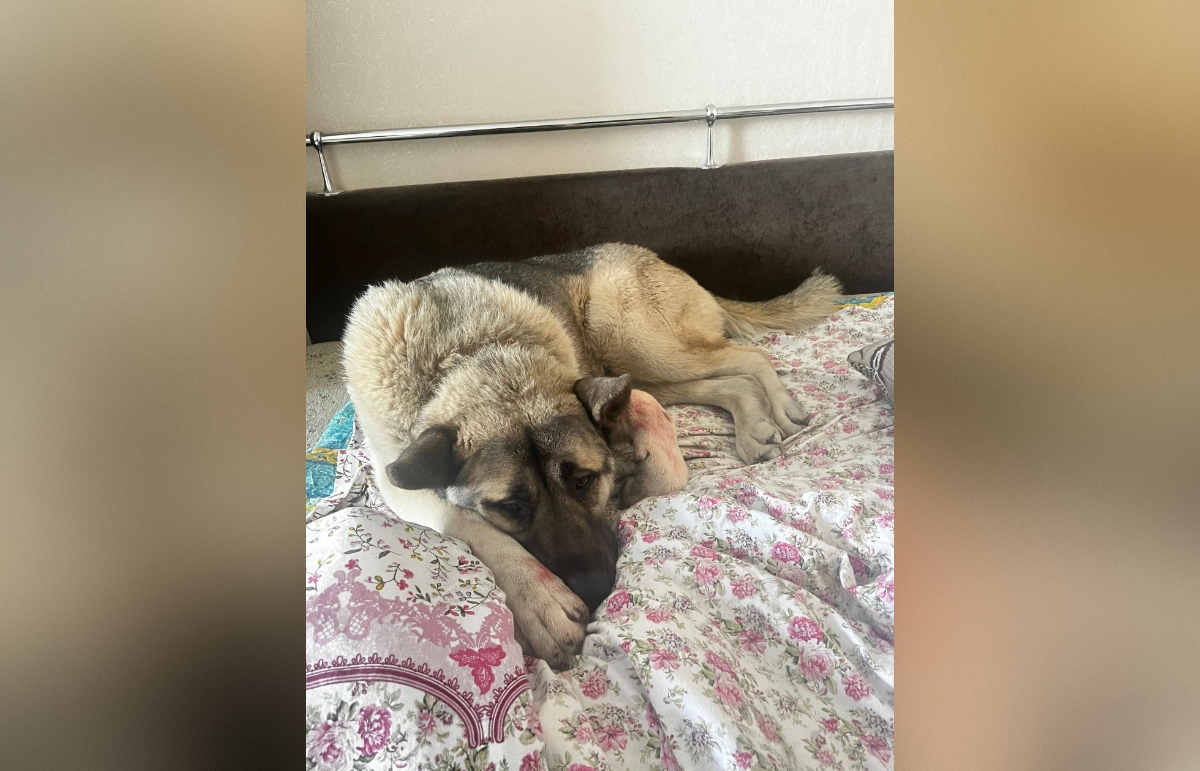 Собаку, раненную в результате ЧП в доме на Виноградова в Твери, увезли в приют Фото: администрация Пролетарского района