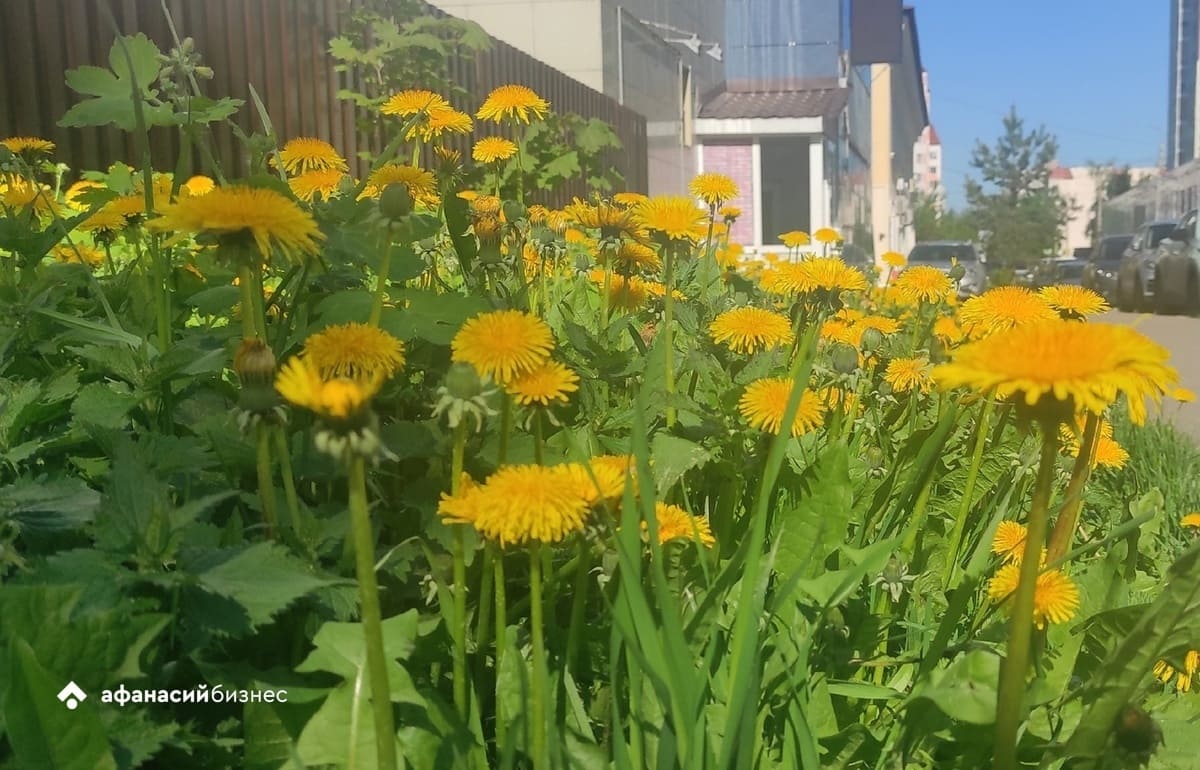 Погода в Твери сегодня поможет расцвести рябине, которая предскажет урожай Фото: Afanasy.biz