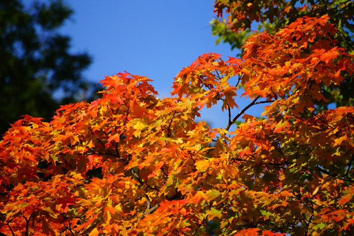 Росгосстрах запустил акцию «Золотая осень» с выгодой до 25% при страховании жилья - новости Афанасий