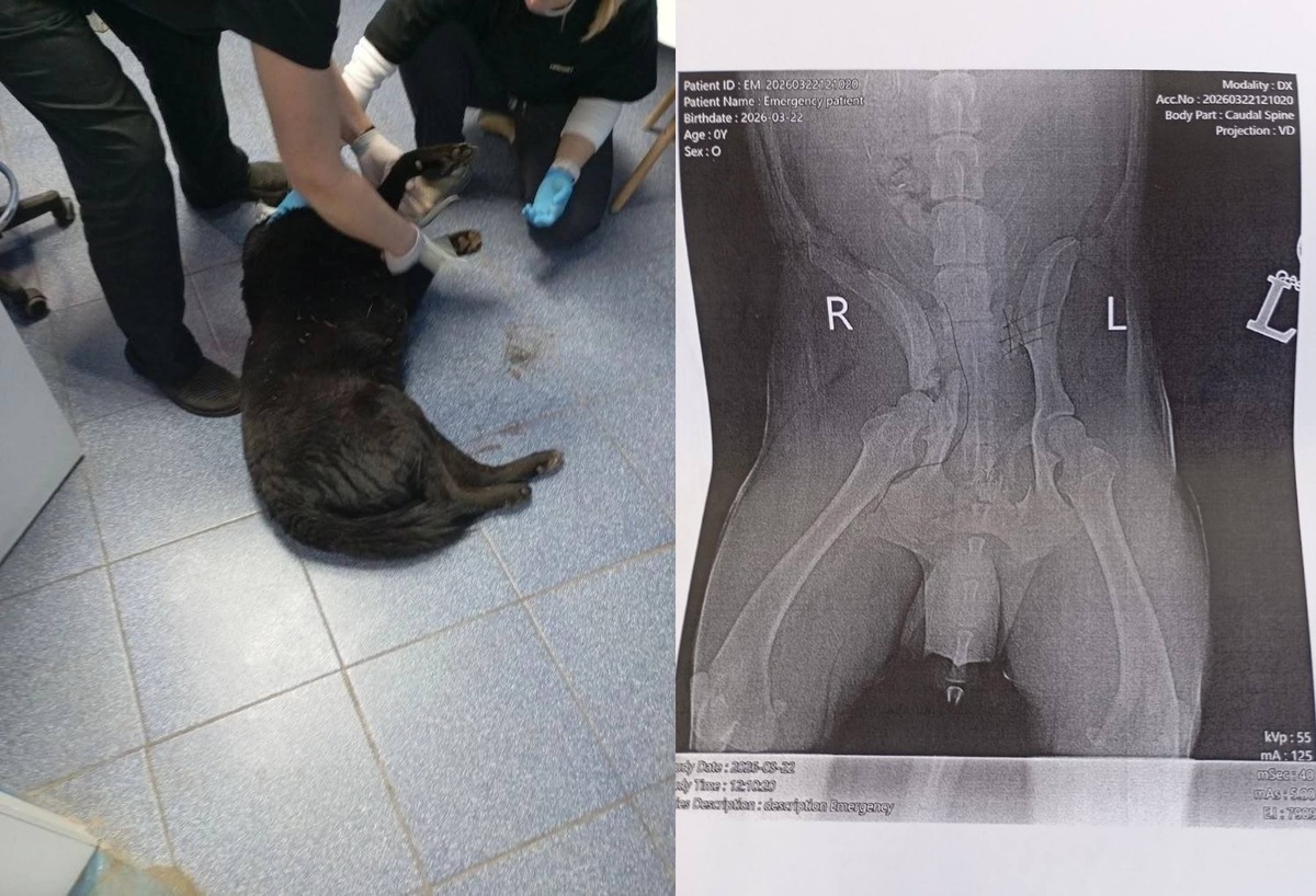 В Твери ищут водителя, сбившего собаку на проспекте Николая Корыткова Фото, видео: 
Инициативная группа по защите животных