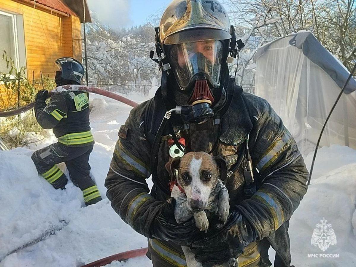 Под Тверью на пожаре спасли собаку Фото: МЧС Тверской области