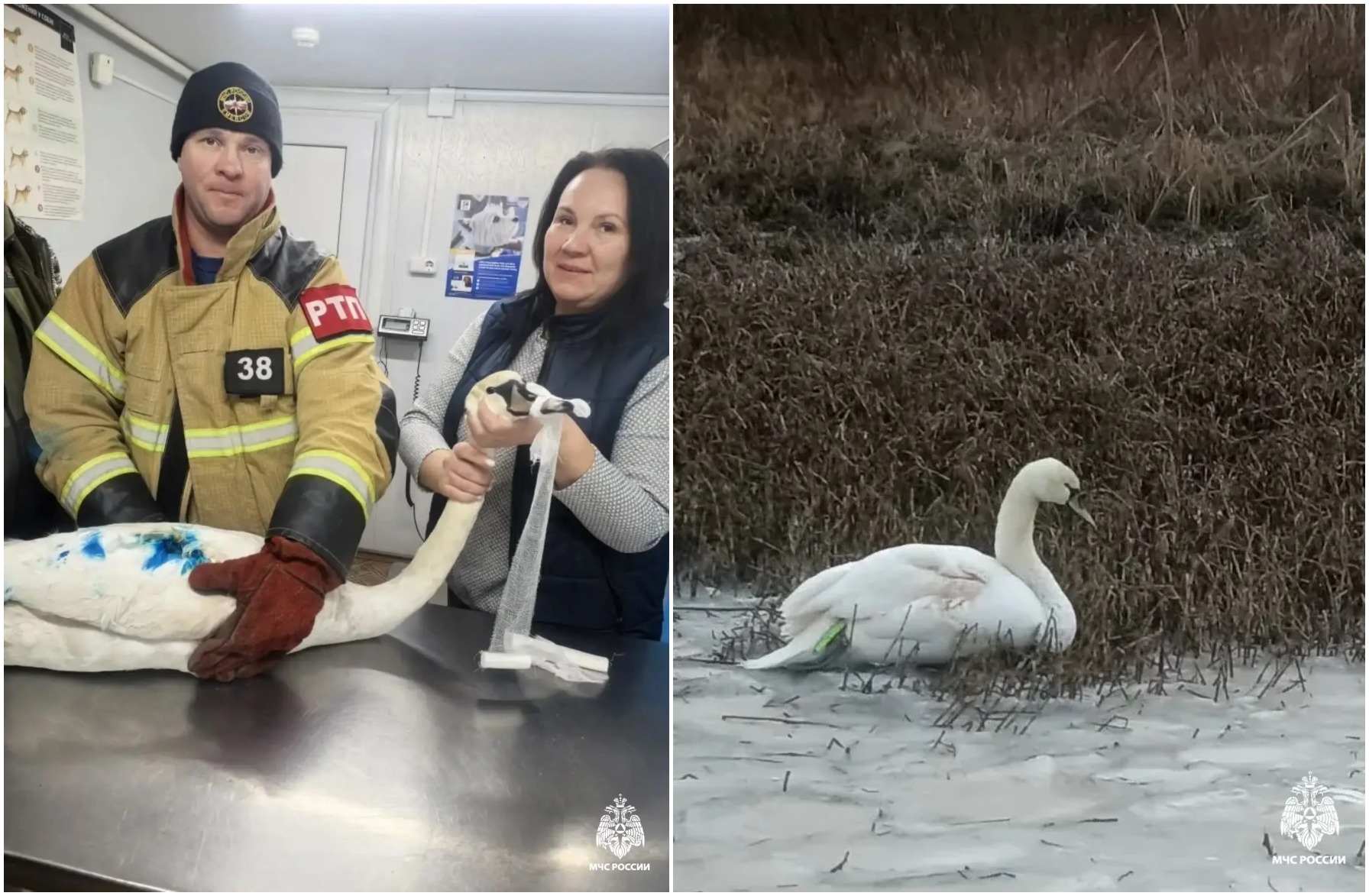 В Тверской области сотрудники МЧС спасли лебедя Фото: МЧС