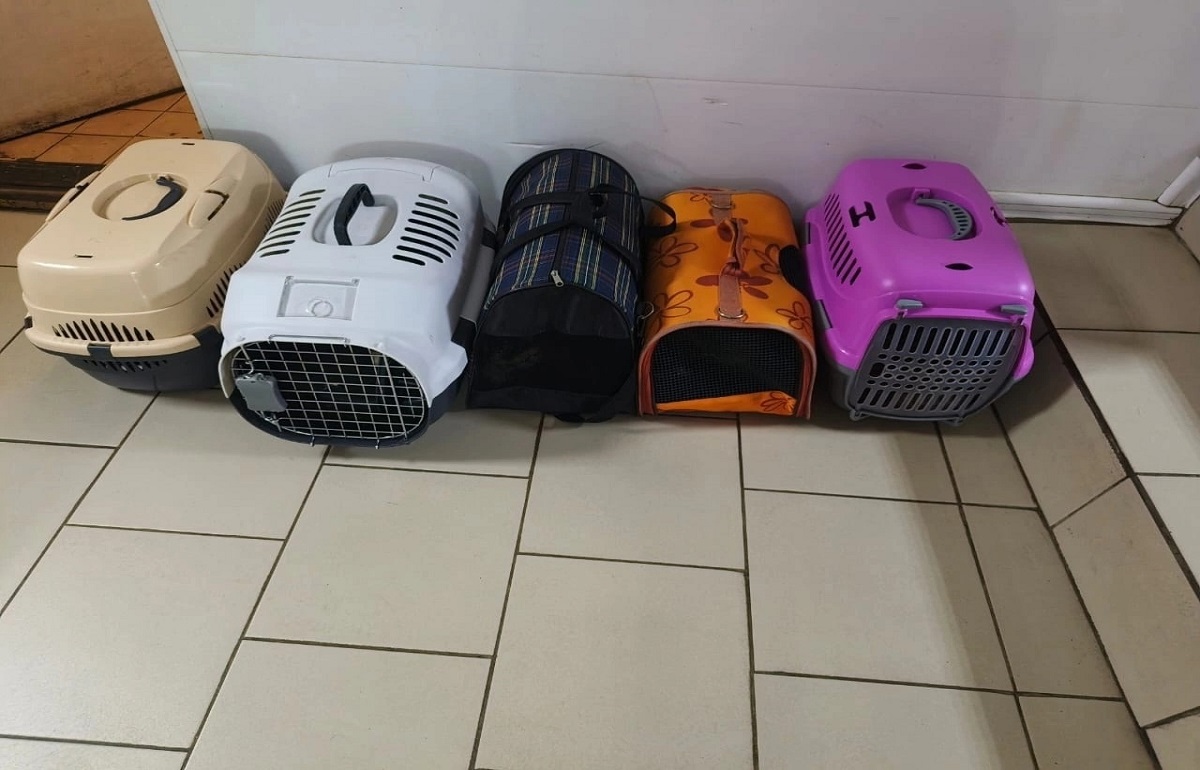 Пенсионерки из Конаковского района «охотятся» за кошками Фото: Инициативная группа по защите животных