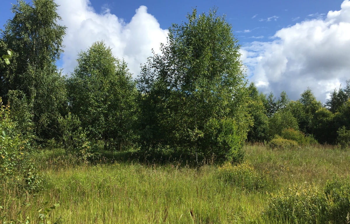 Под Зубцовом заросли более 290 гектаров пашни 