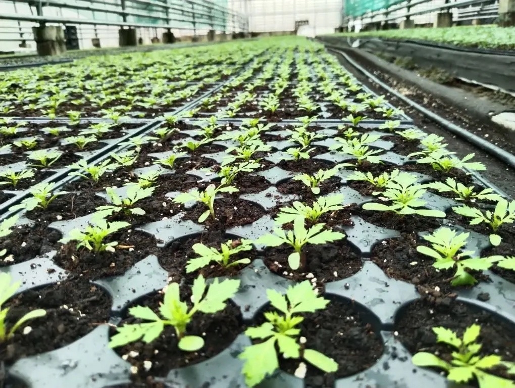 В Твери высадят 200 тысяч цветов Фото: администрация Твери