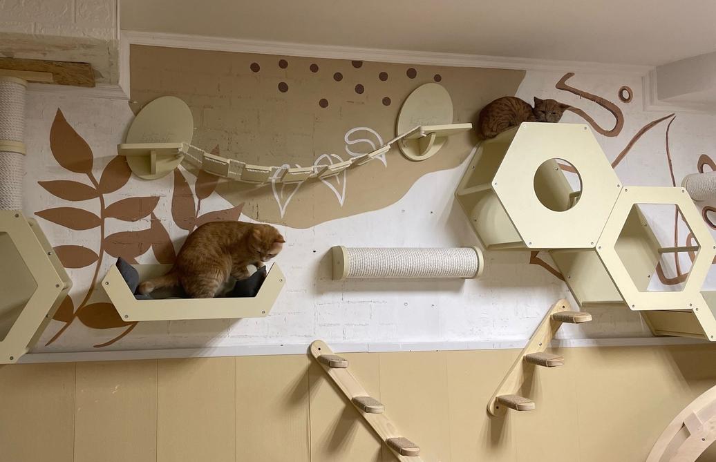 В Твери в новый котодом с онлайн трансляцией заехали первые жильцы - новости Афанасий