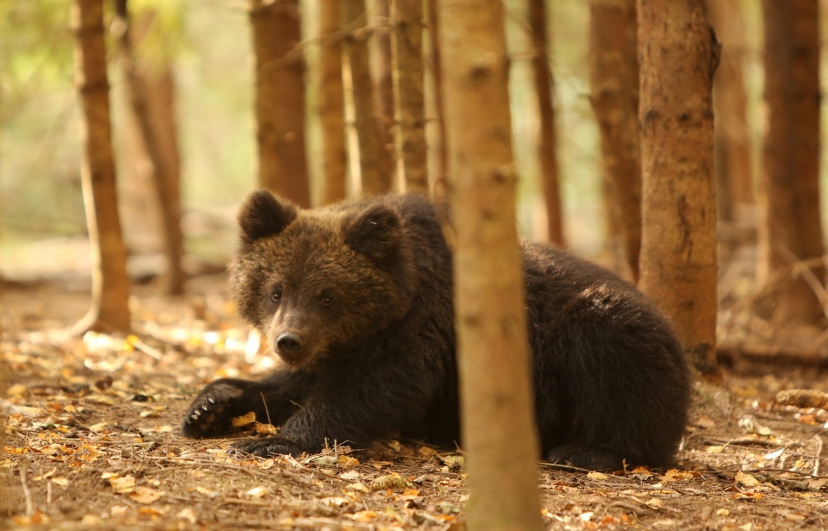 Первый «Медвежий экипаж» уехал из Тверской области в ХМАО и под Новосибирск Фото, видео: Центр спасения медвежат-сирот
