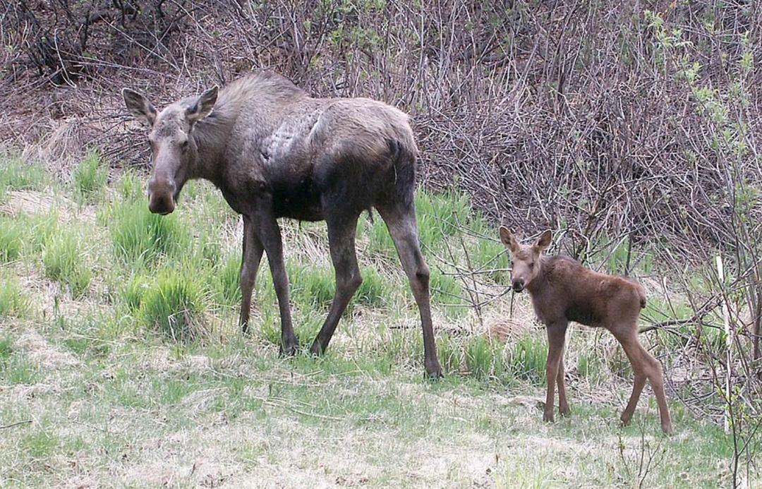 Под Кимрами лосенок вышел к людям - новости Афанасий