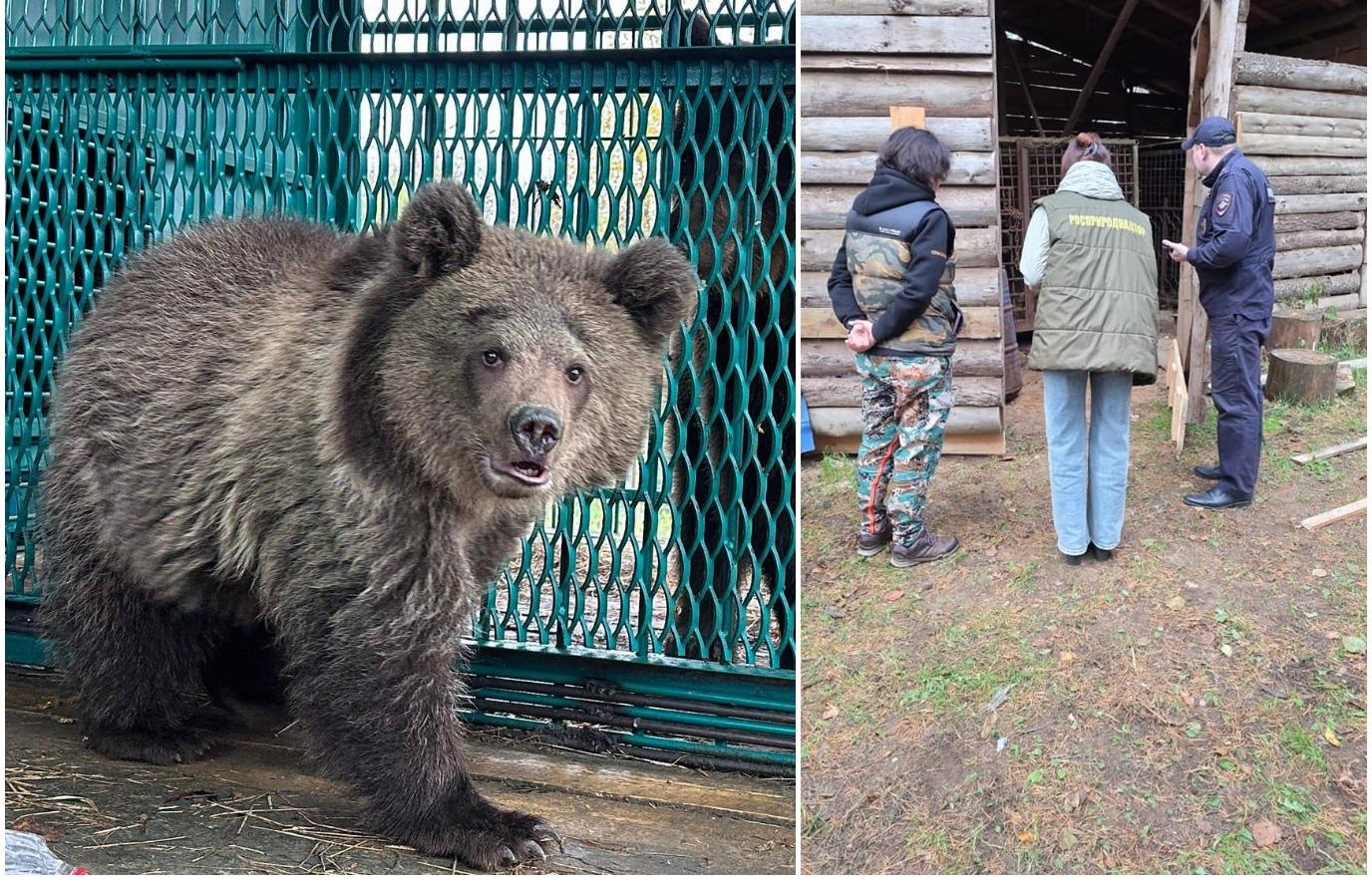 В Тверской области с притравочной станции спасены медведица и медвежонок - новости Афанасий