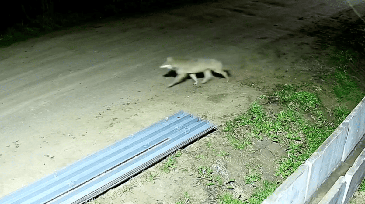 Ночью в поселок под Тверью наведался волк Фото Матвея Куреева / соцмедиа