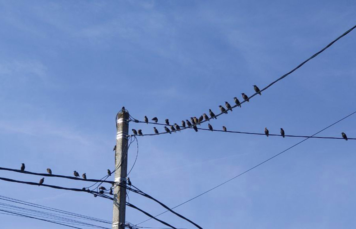 Часть Тверской области снова обесточена 