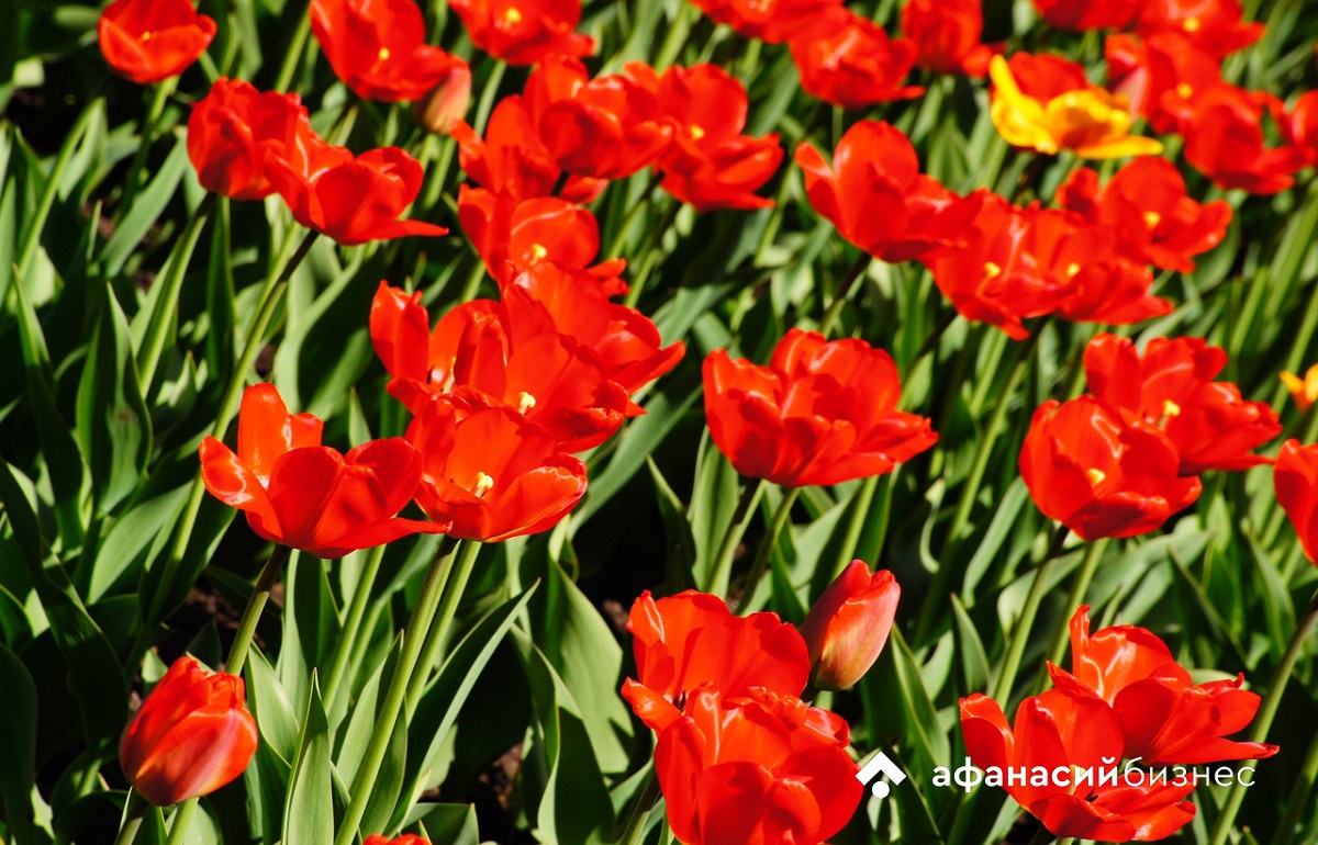 Россиян ждут самые короткие майские выходные за последние 8 лет