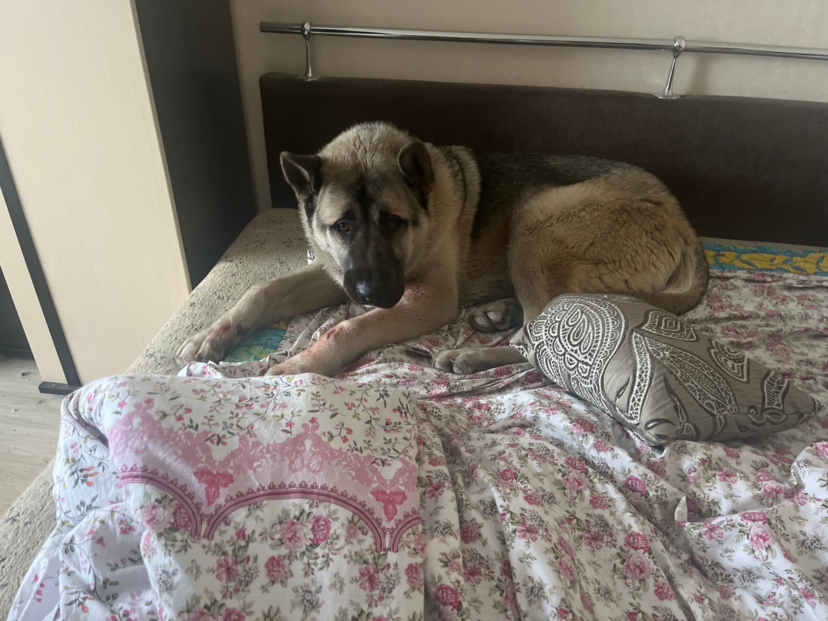 В пострадавшую в результате ЧП квартиру на Виноградова в Твери прибилась собака Фото: Администрация Пролетарского района