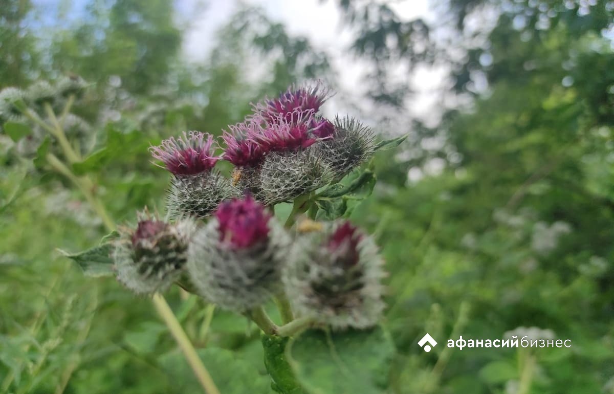 В Твери наступила малооблачная погода без осадков 