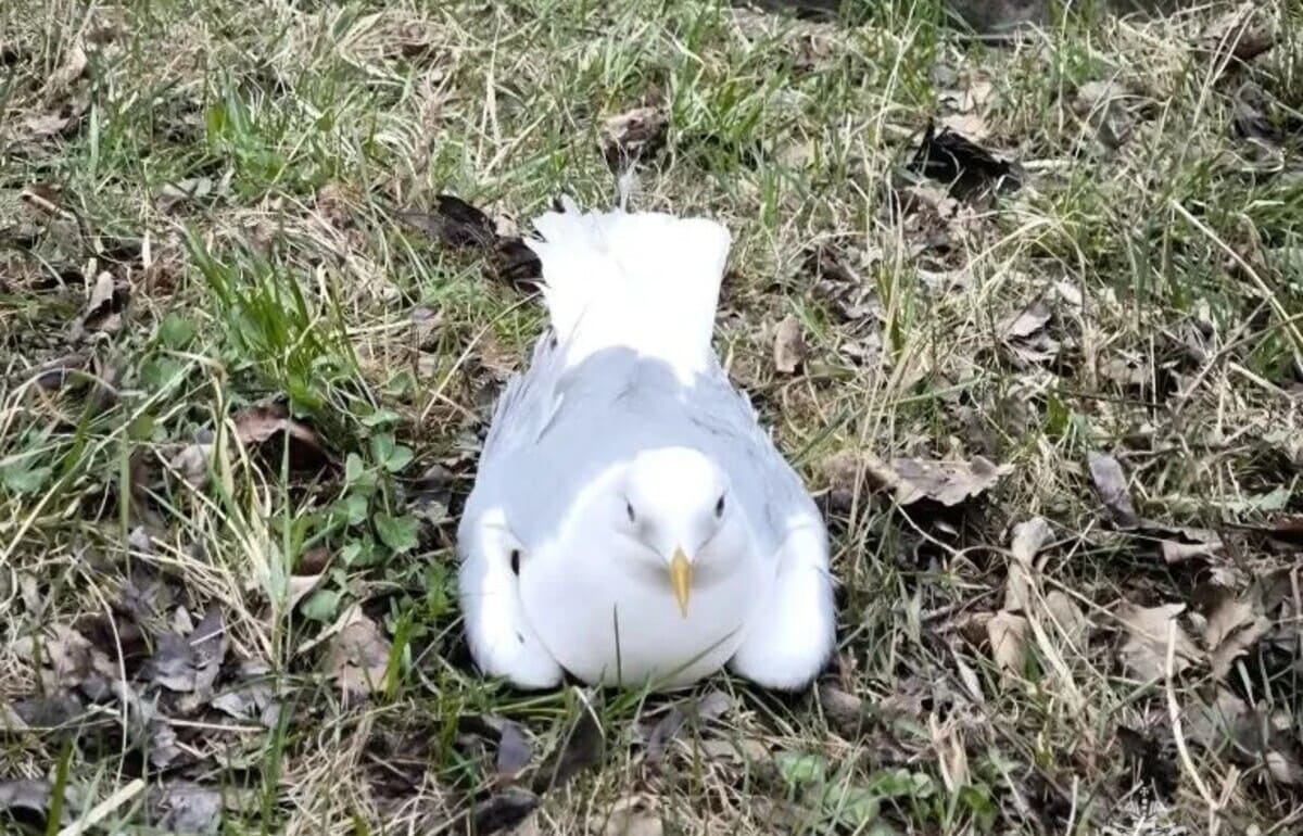 В Твери спасли чайку Фото, видео: МЧС
