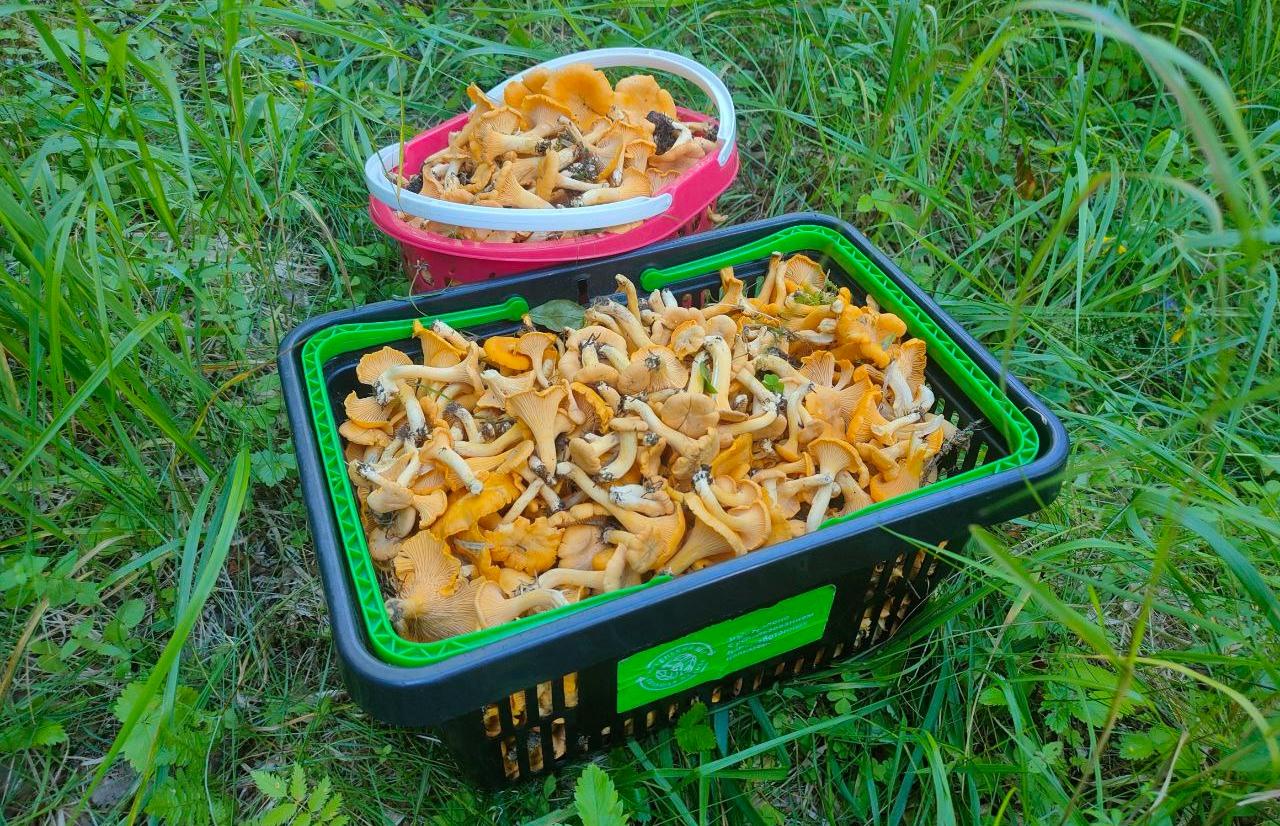 Что делать, чтобы «тихая охота» не стала «грибной лихорадкой» - новости Афанасий