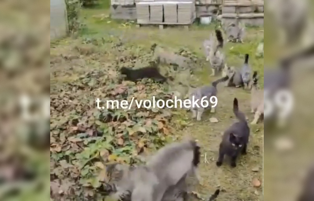 Около двух десятков брошенных котят заметили на дачах в Вышневолоцком округе - новости Афанасий
