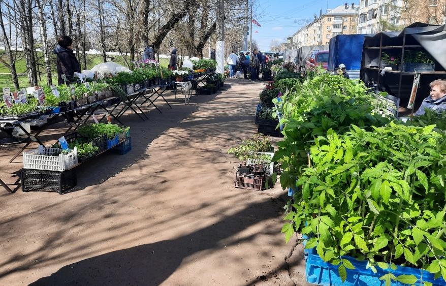 В Твери начала работать ярмарка рассады - новости Афанасий