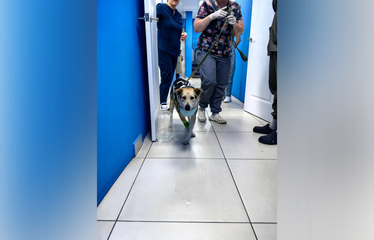 Пострадавшую от рук живодера собаку из Нелидово назвали Победой - новости Афанасий