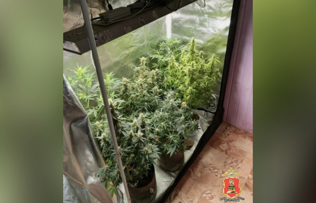 Житель Тверской области организовал дома мини-ферму по выращиванию конопли Фото: УМВД Тверской области